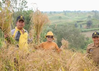 Bupati Simalungun saat ikut panen raya padi darat di nagori urung Panei. (Nawasenanews/Ist)