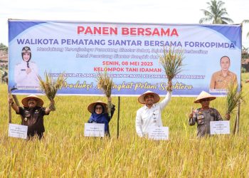 Wali Kota Pematang Siantar bersama Kajari, Mewakili Kapolres Pematang Siantar dan Kepala Perwakilan Bank Indonesia Pematang Siantar panen raya bersama di Kelurahan BP Nauli.(Nawasenanews/ Ist)