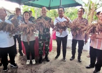 Wakil Bupati, Ketua DPRD Simalungun, Dandim 0207/ Sml, KaPerwa BI Cabang Pematang Siantar,Polres Simalungun diwakili Polsek serta DinasvPertanian melakukan panen perdana sorgum binaan Kodim 0207/ Sml dengan program ketahanan pangan. ( Nawasenanews/ Ist )