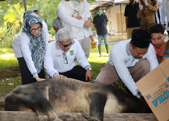 Keluarga Wali Kota Pematang Siantar menyaksikan salah satu hewan kurban disembelih sebagai kurban keluarga pada Hari Raya Idul Adha 1444 H, selain ada 8 hewan kurban lainnya yang menjadi 750 paket daging untuk dibagikan kemarin.(Nawasenanews/ Ist )