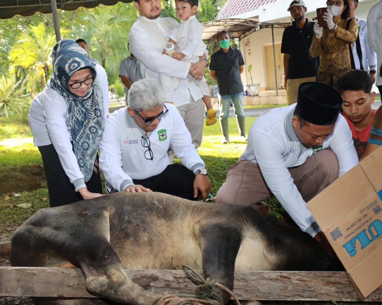 Keluarga Wali Kota Pematang Siantar menyaksikan salah satu hewan kurban disembelih sebagai kurban keluarga pada Hari Raya Idul Adha 1444 H, selain ada 8 hewan kurban lainnya yang menjadi 750 paket daging untuk dibagikan kemarin.(Nawasenanews/ Ist )
