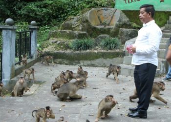 Bupati Simalungun memberi makan kacang kepada kera- kera di Taman Kera Sibaganding Parapat dan berjanji akan mendukung keberlangsungan Taman Kera tersebut.( Nawasenanews/ Ist)