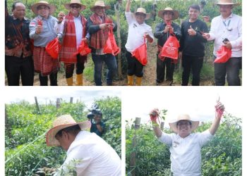 Bupati Simalungun Radiapoh Hasiholan Sinaga, Amggota DPRD Sumut Mangapul Purba, Waki Ketua DPRD Simalungun Samrin Girsang dan dari Dinas Pertanian Sumut melakukan panen raya komoditi cabai merah, di Nagori Hutaraja, Kecamatan Purba, Kabupaten Simalungun.( Nawasenanews/ Ist)