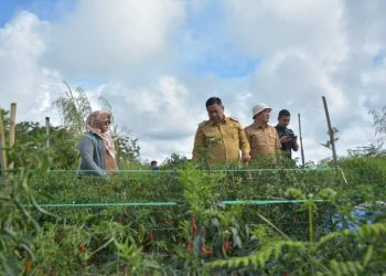 Bupati Dairi meninjau lahan pertanian cabai di areal kawasan terpadu, dan masih menemukan serangan hama pada cabai. ( Nawasenanews.com/ Ist)