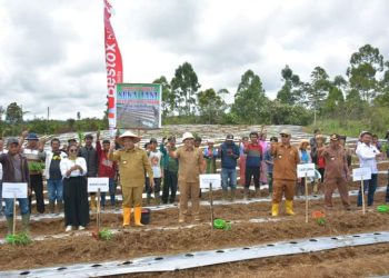 Bupati Dairi Eddy Keleng Ate Berutu melakukan tanam cabai merah bersama Kelompok Tani Suka Tani, Dusun Pardomuan, Desa Pargambiran, Kecamatan Sumbul. (Nawasenanews.com/Ist)