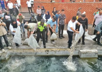 Bupati Simalungun saat menabur benih nila ke Danau Toba.(Nawasenanews/ ist)